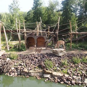 Barbary macaque and Barbary sheep exhibit, 2025-08-13