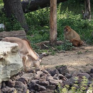 Barbary sheep (Ammotragus lervia) and Barbary macaque (Macaca sylvanus), 2025-08-13
