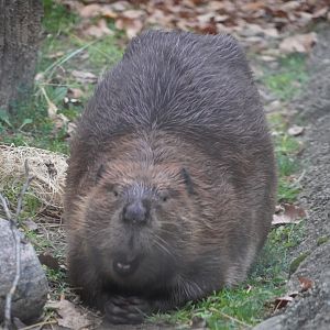 North American Beaver