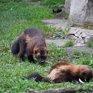 European Wolverines