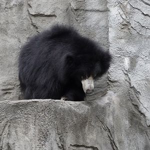 Sloth Bear, “Jagger”