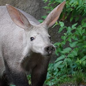 Aardvark
