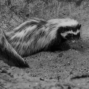 Saharan striped weasel (Ictonyx libycus libycus)