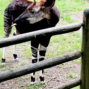 Okapi-Omaha's Henry Doorly Zoo
