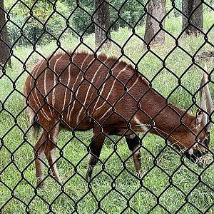 Bongo - Omaha's Henry Doorly Zoo