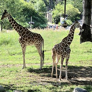 Reticulated Giraffe - Omaha's Henry Doorly Zoo