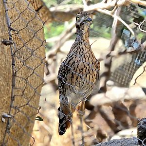 Cape Thick Knee - Omaha's Henry Doorly Zoo