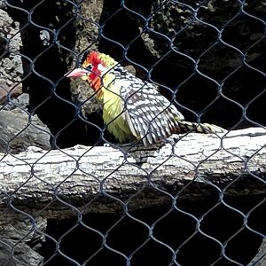 Red And Yellow Barbet - Omaha's Henry Doorly Zoo