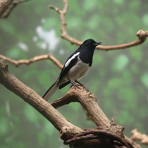Oriental magpie-robin (Copsychus saularis)