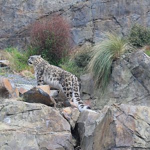 Snow Leopard