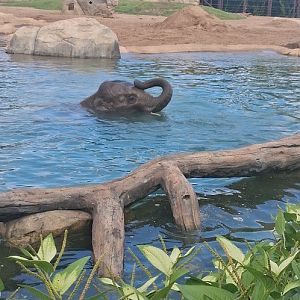 Young elephant enjoys his bath time at the cincinnati zoo