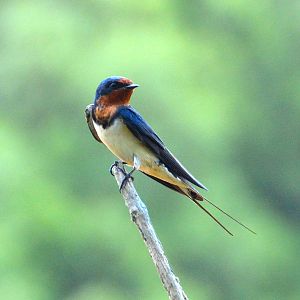 Barn swallow