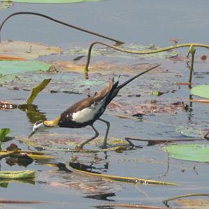 Pheasant-tailed jacana
