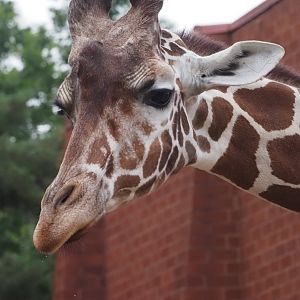 Reticulated/Generic Giraffe 1