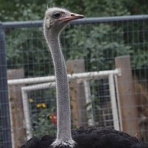 Common Ostrich
