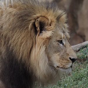 African Lion 1