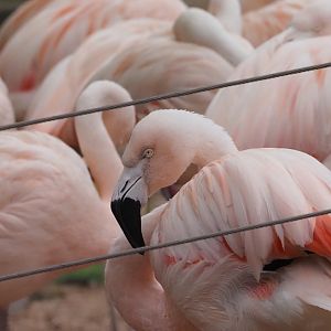 Chilean Flamingoes 1