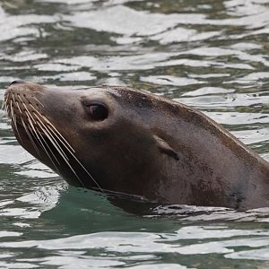 California Sea Lion