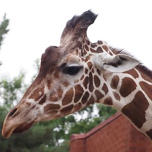 Reticulated/Generic Giraffe 2