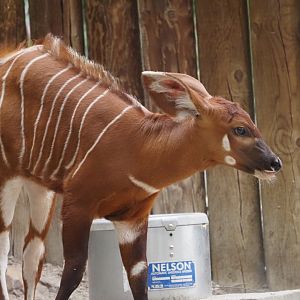 Bongo Calf