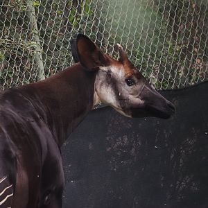 Okapi