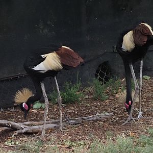 Black Crowned Cranes
