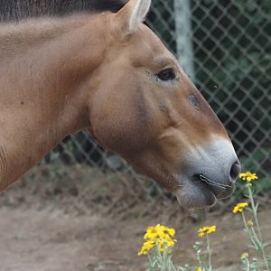 Przewalski's Horse