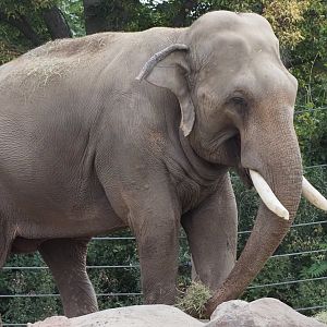 Asian Elephant 1