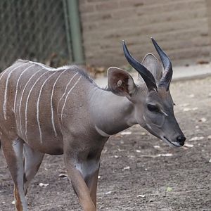 Lesser Kudu Juvenile