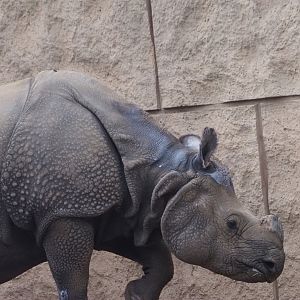 Indian Rhinoceros