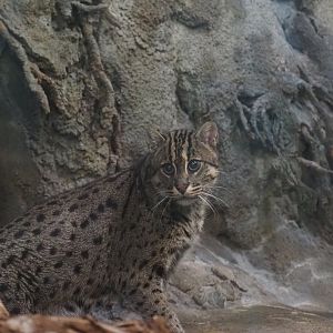 Fishing Cat