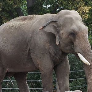 Asian Elephant 4