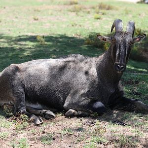 Nilgiri Tahr (Nilgiritragus hylocrius) male