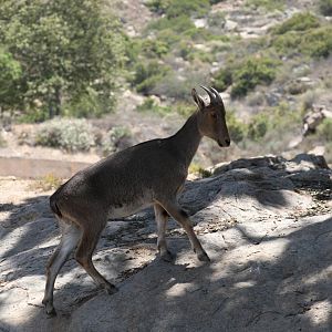 Nilgiri Tahr (Nilgiritragus hylocrius) female