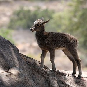 Nilgiri Tahr (Nilgiritragus hylocrius) young