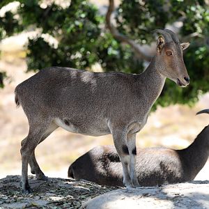 Nilgiri Tahr (Nilgiritragus hylocrius) female