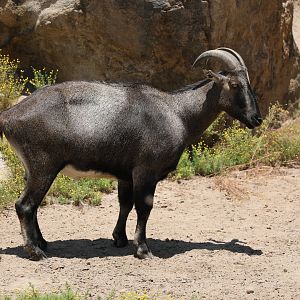 Nilgiri Tahr (Nilgiritragus hylocrius) male