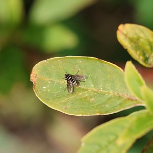 Australian Leafroller Bristle-Fly (Trigonospila brevifacies), Pencarrow Coast Road (Lower Hutt, Wellington)