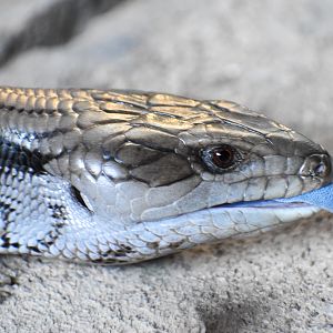 Eastern Bluetongue Lizard