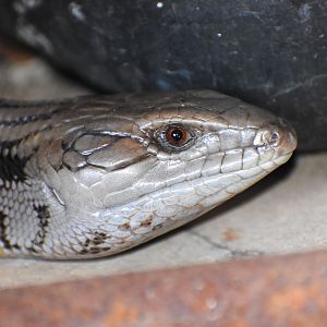 Eastern Bluetongue Lizard