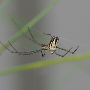 Silver Orb Spider Leucauge dromedaria