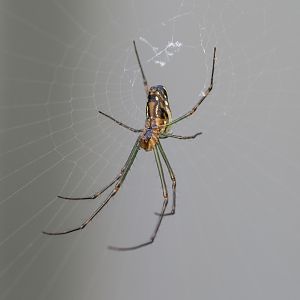 Silver Orb Spider Leucauge dromedaria