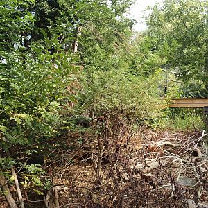 Asian brush-tailed porcupine exhibit, 2025-08-17