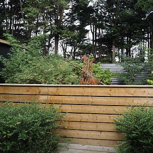 Asian brush-tailed porcupine exhibit, 2025-08-17