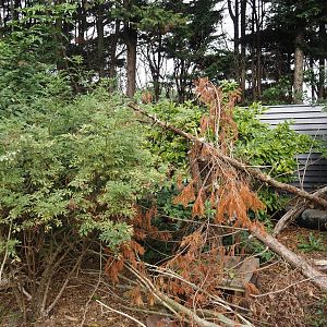 Asian brush-tailed porcupine exhibit, 2025-08-17