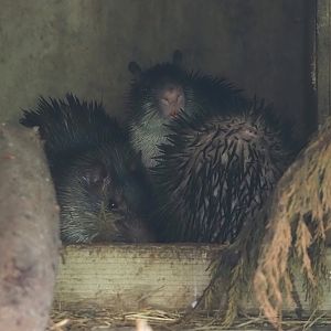 Asian brush-tailed porcupines (Atherurus macrourus), 2025-08-17