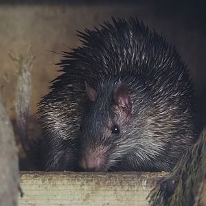 Asian brush-tailed porcupine (Atherurus macrourus), 2025-08-17