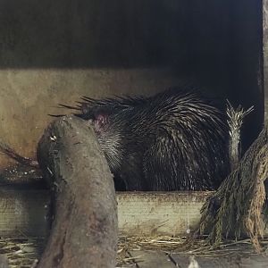 Asian brush-tailed porcupine (Atherurus macrourus), 2025-08-17