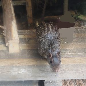Asian brush-tailed porcupine (Atherurus macrourus), 2025-08-17
