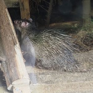 Asian brush-tailed porcupine (Atherurus macrourus), 2025-08-17